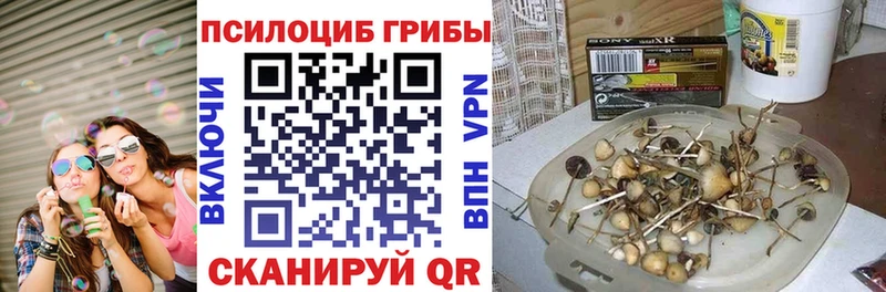 где можно купить   Бавлы  Псилоцибиновые грибы GOLDEN TEACHER 